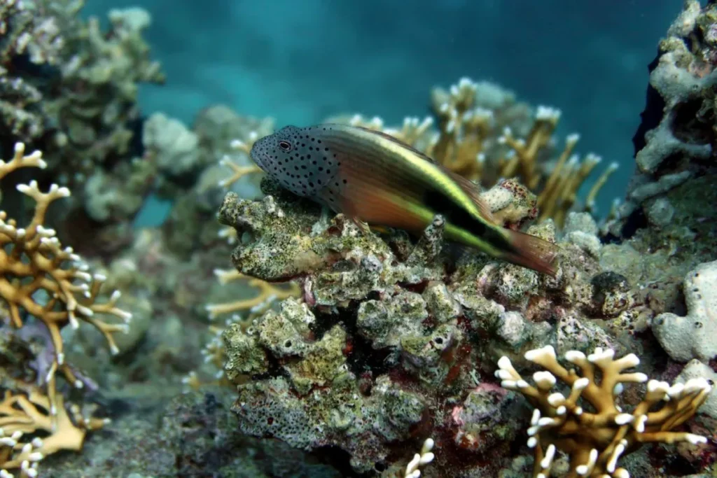 Pește colorat cu pete pe cap, tip hawkfish, așezat pe un recif de corali
