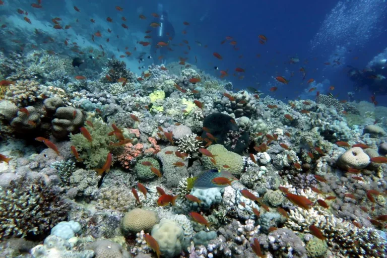 Recif de corali plin de pești Anthias, scufundare la Hurghada, Egipt