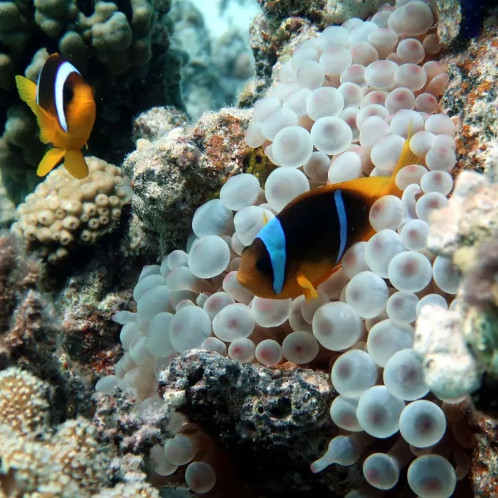 Pești clown portocalii se ascund printre tentaculele unei anemone albe în timpul unei scufundări în recif.