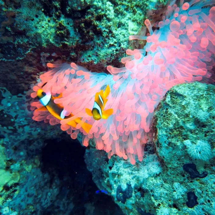 Pești clown (Nemo) înoată printre tentaculele unei anemone roz vibrante în timpul unei scufundări în reciful de corali.