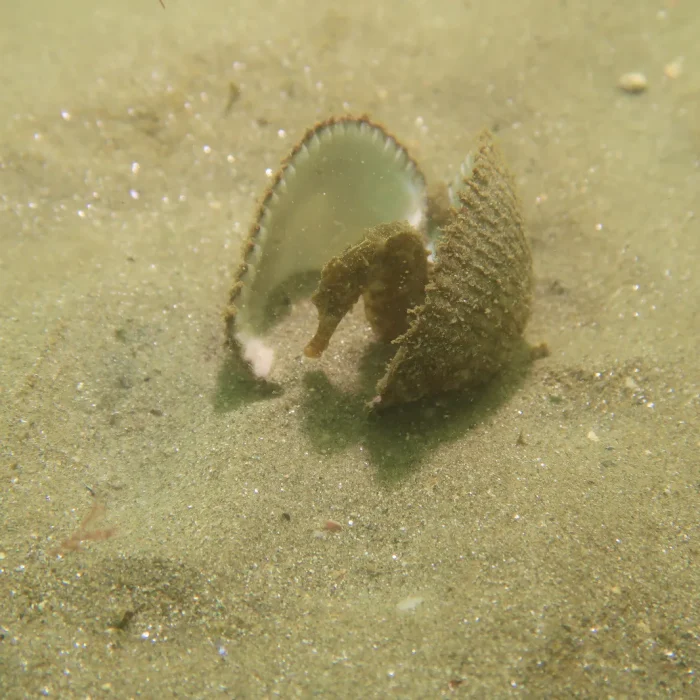 Un cal de mare se adăpostește în interiorul unei scoici sparte pe fundul nisipos, o imagine rară surprinsă în scufundări.