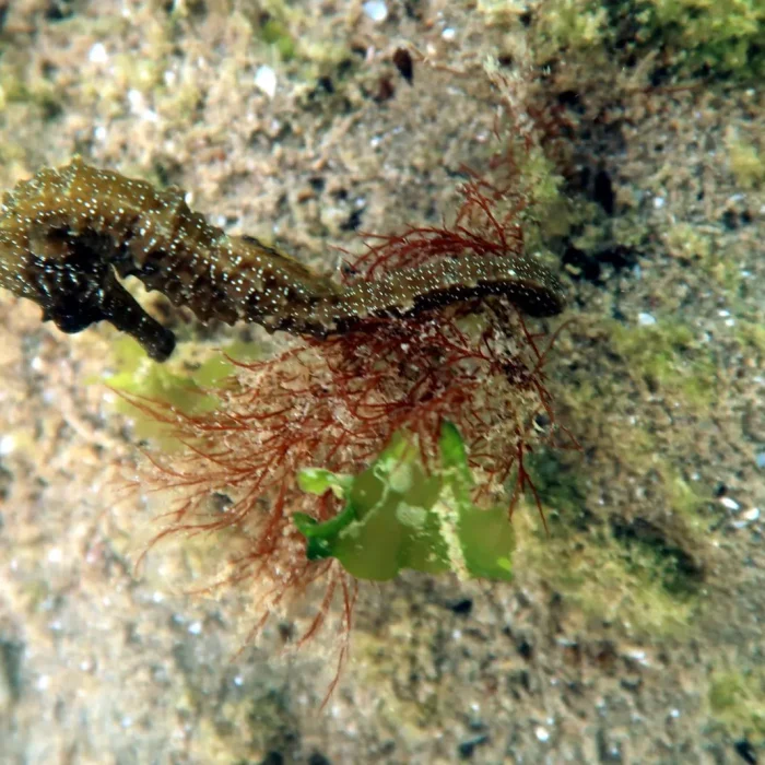 Cal de mare maro agățat de alge roșii, surprins în timpul unei scufundări în Agigea, Romania.