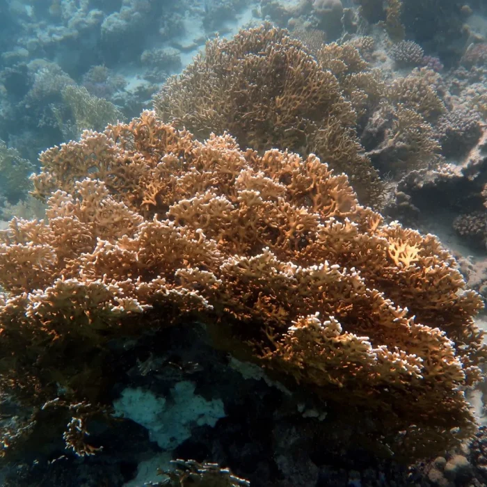 Coral viu luminat natural – habitat marin din excursiile de scufundări