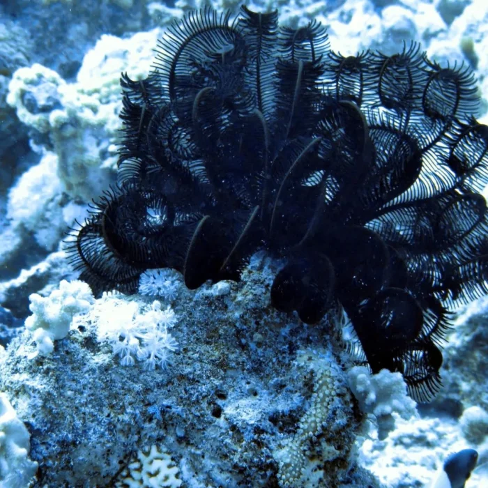 Organism marin crinoid negru prins de recif, surprins în excursie subacvatica cu Deep Zone Diving