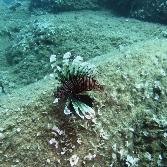 Pește leu (lionfish) cu aripioare desfăcute, înotând elegant pe fundul marin, capturat în timpul unei scufundări.