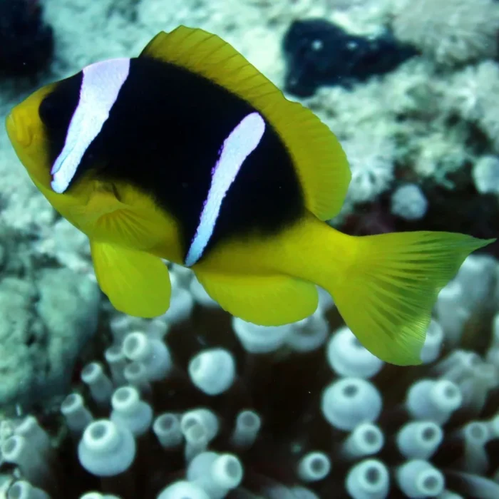 Pește clovn portocaliu cu dungi albe înotând printre tentaculele unei anemone.