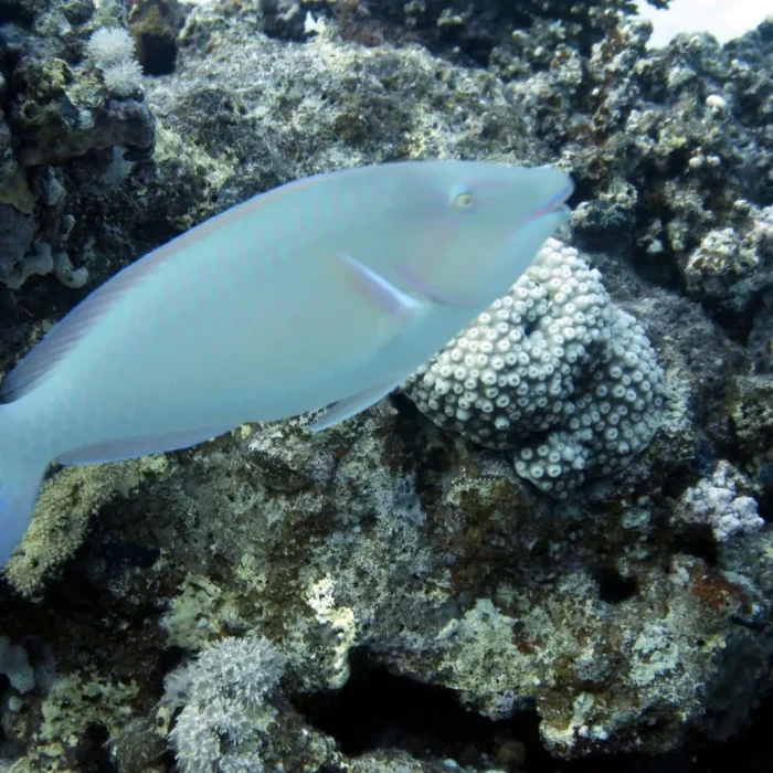 Pește tropical colorat înoată printre corali albi și portocalii în Marsa Alam, Marea Roșie.