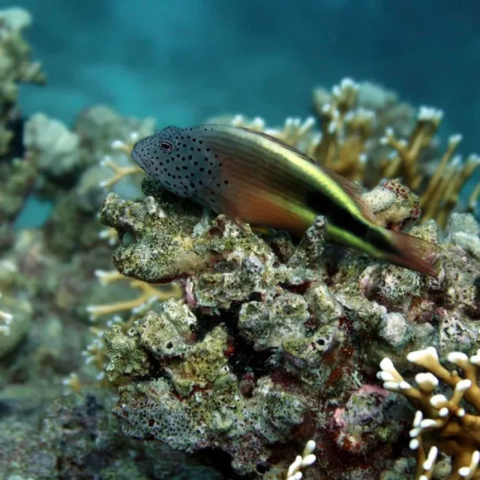 Pește colorat cu pete pe cap, tip hawkfish, așezat pe un recif de corali