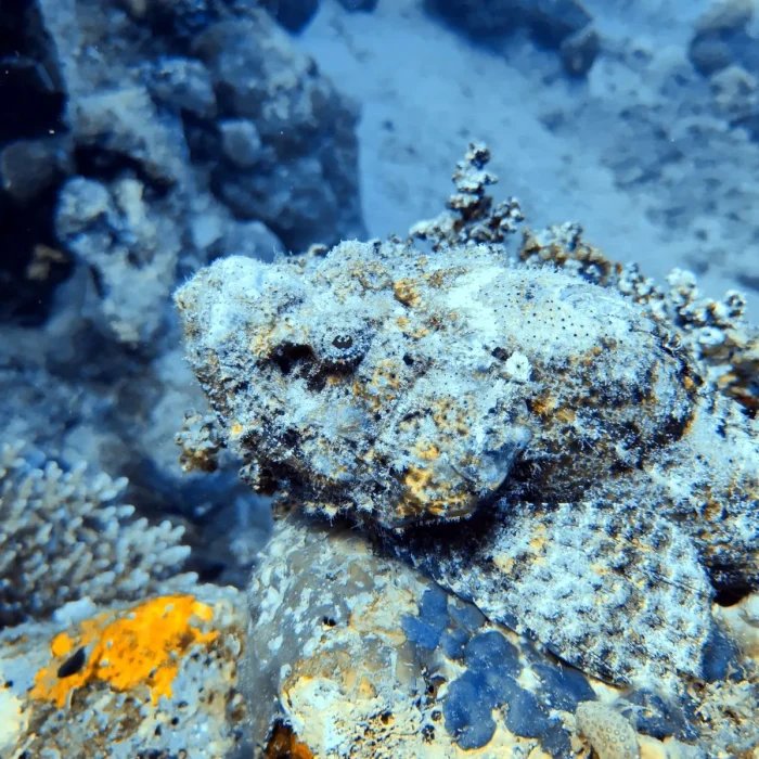 Pește scorpion bine camuflat în recif de corali, observat în scufundare Deep Zone Diving