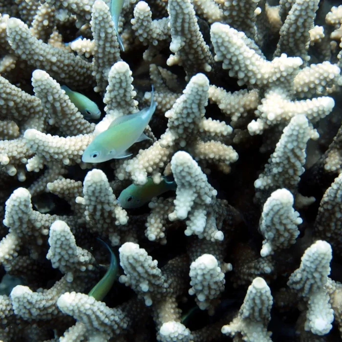Pești tropicali de dimensiuni mici înoată printre vârfurile unui coral ramificat, în timpul unei scufundări în Egipt.