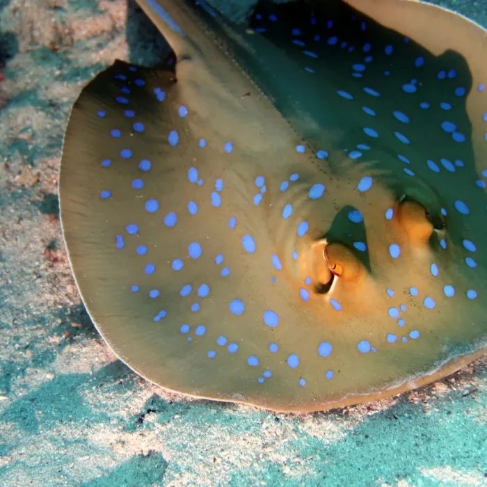 Pisica de mare cu pete albastre stând pe nisipul marin, surprinsă în scufundare Deep Zone Diving