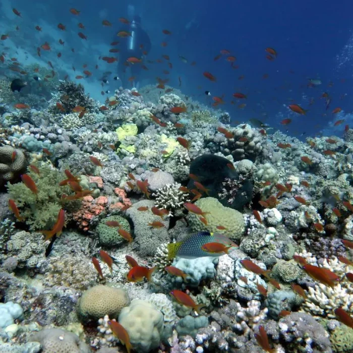 Recif de corali plin de pești Anthias, scufundare la Hurghada, Egipt