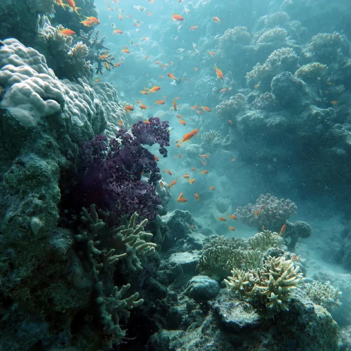 Recif de corali cu pești portocalii în Marea Roșie, surprins în excursia școlii de scufundări Deep Zone Diving