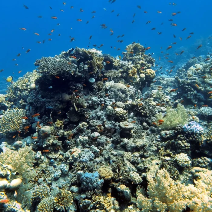 Recif plin de viață subacvatică iluminat de soare în timpul unei scufundări Deep Zone Diving