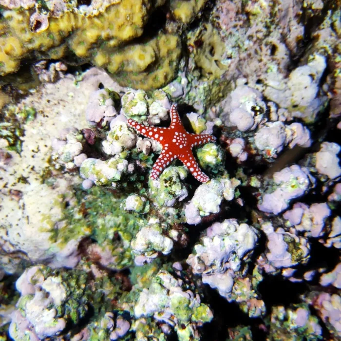 Stea de mare roșie cu puncte albe fotografiată pe un recif colorat