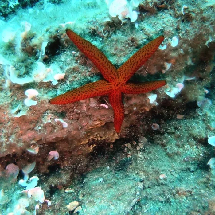 Stea de mare roșie așezată pe fundul oceanului în timpul unei scufundări cu Deep Zone Diving