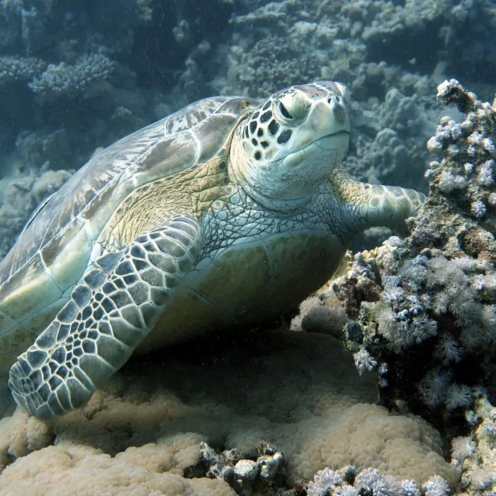 Broască țestoasă verde înotând printre corali în Marea Rosie, surprinsă în excursia Deep Zone Diving