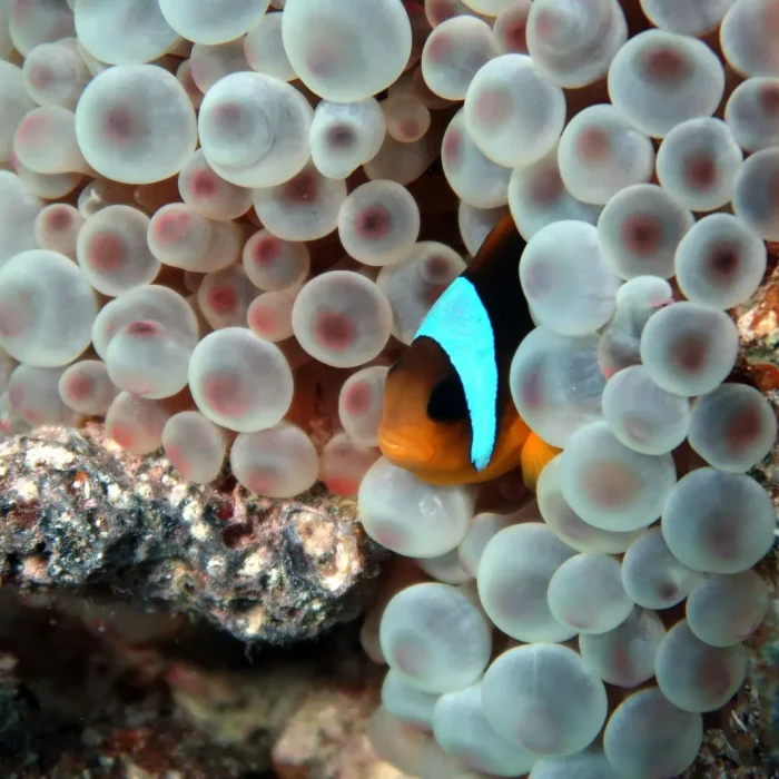 Pește clown portocaliu cu dungi albe, ascuns printre tentaculele unei anemone bulb în recif.