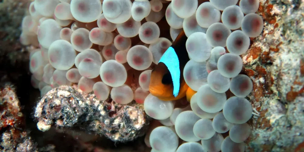 Pește clown portocaliu cu dungi albe, ascuns printre tentaculele unei anemone bulb în recif.